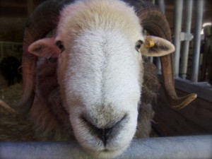 Herdwick: cute, but not a fleece for beginners