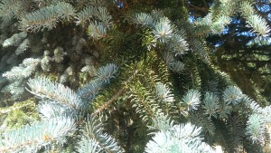 Blue Spruce