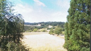 View of summer from our screened-in porch