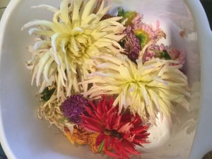 Dahlias 