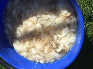 Bowmont fleece soaking in soap nut solution and hot water