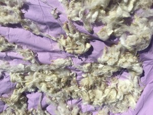Bowmont fleece drying