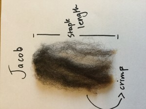 Jacob lock from raw fleece. Nice staple length and crimp, no breakage or second cuts